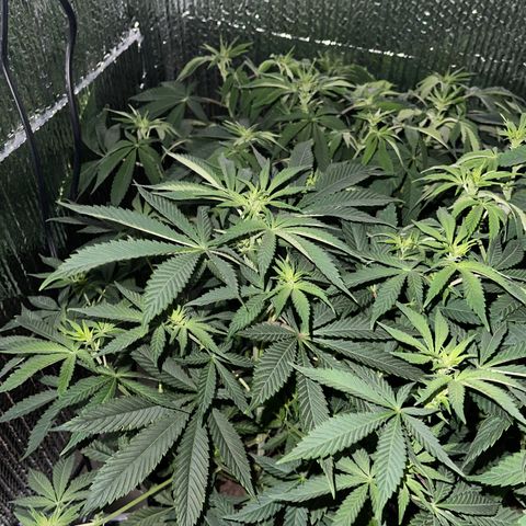 Purple Crash growlog timeline photo