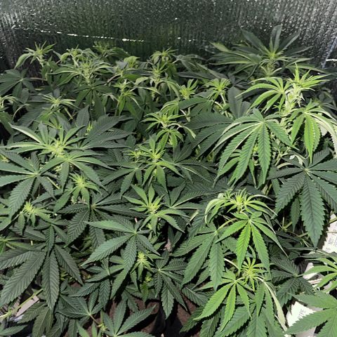 Purple Crash growlog timeline photo