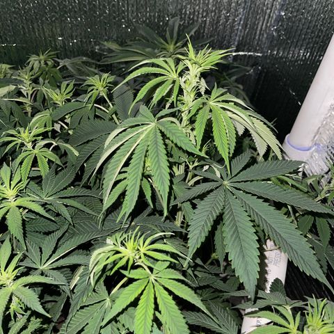 Purple Crash growlog timeline photo