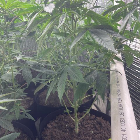 Purple Crash growlog timeline photo