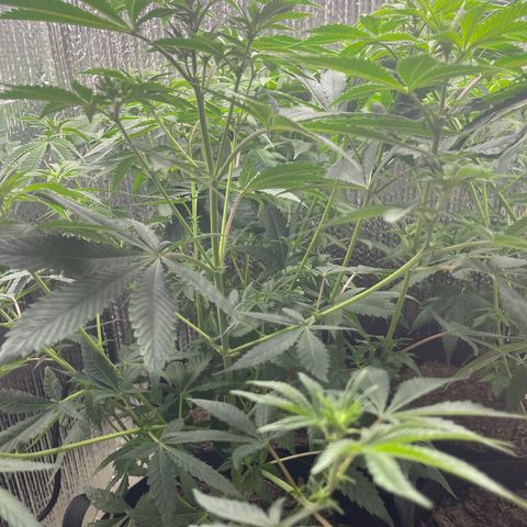 Purple Crash growlog timeline photo