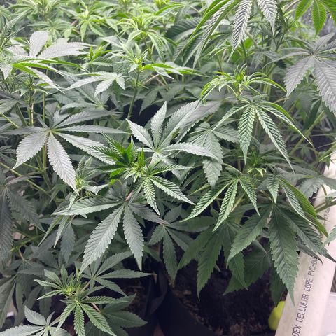 Purple Crash growlog timeline photo