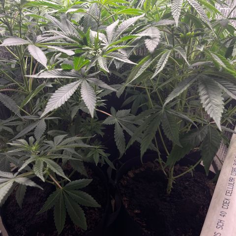 Purple Crash growlog timeline photo