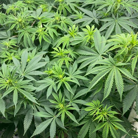 Purple Crash growlog timeline photo