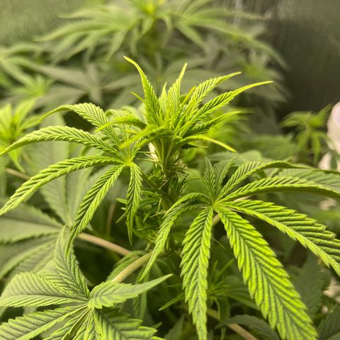 Purple Crash growlog timeline photo