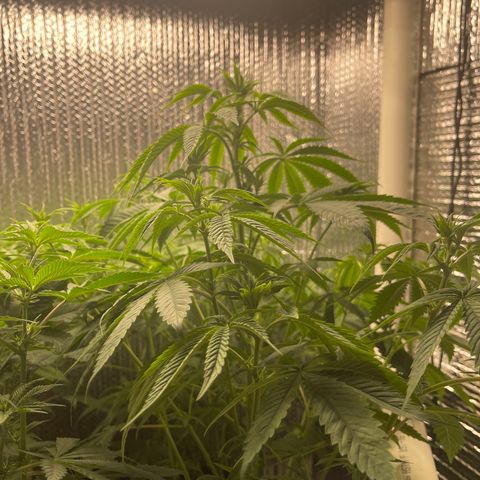 Purple Crash growlog timeline photo