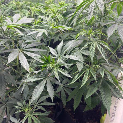 Purple Crash growlog timeline photo