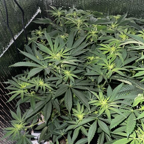 Purple Crash growlog timeline photo
