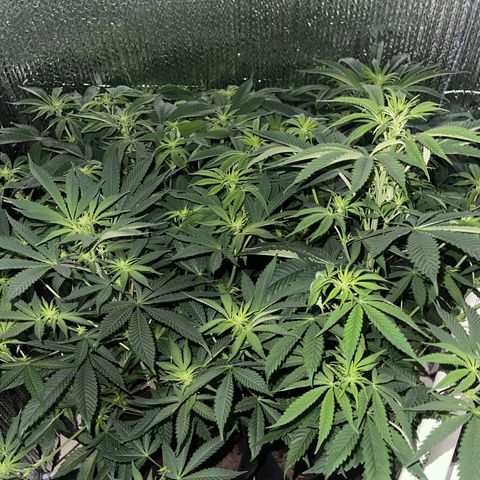 Purple Crash growlog timeline photo