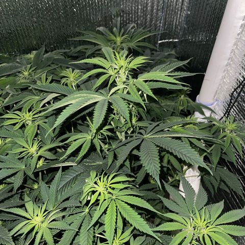Purple Crash growlog timeline photo