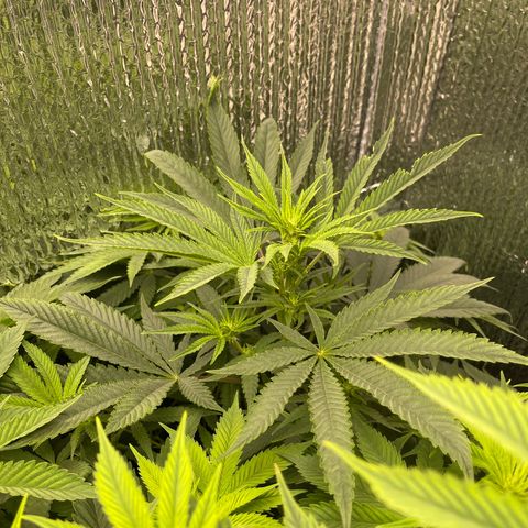 Purple Crash growlog timeline photo