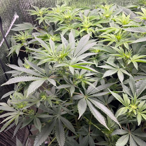 Purple Crash growlog timeline photo
