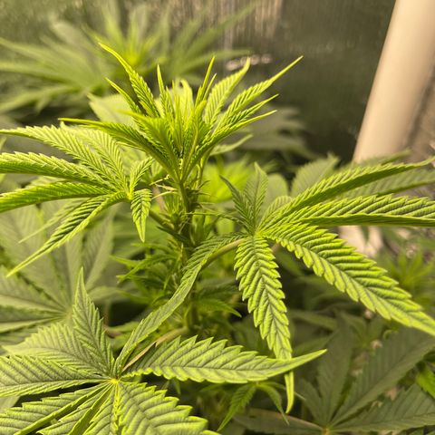 Purple Crash growlog timeline photo