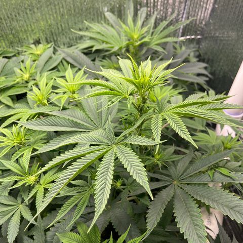 Purple Crash growlog timeline photo