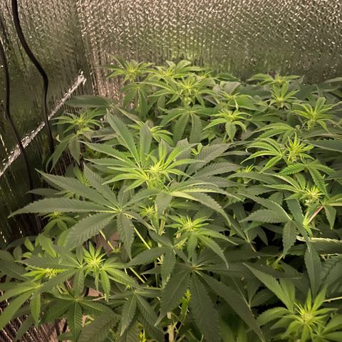 Purple Crash growlog timeline photo
