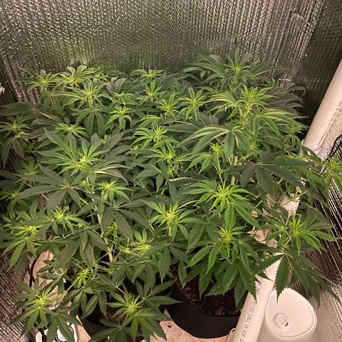 Purple Crash growlog timeline photo
