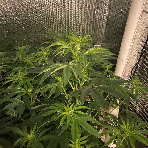 Purple Crash growlog timeline photo