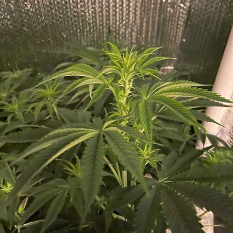 Purple Crash growlog timeline photo