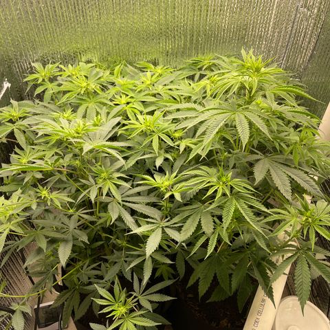 Purple Crash growlog photo: Added second light. 