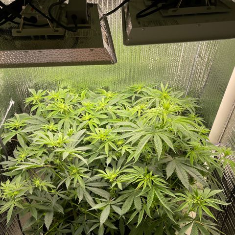 Purple Crash growlog photo: Added second light. 