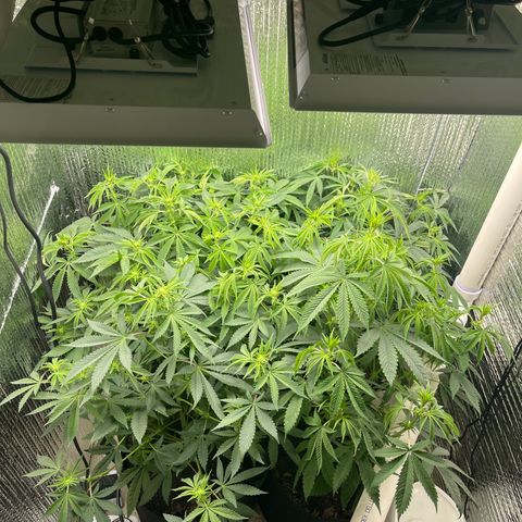 Purple Crash growlog timeline photo