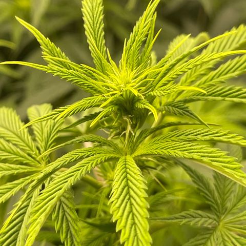 Purple Crash growlog timeline photo