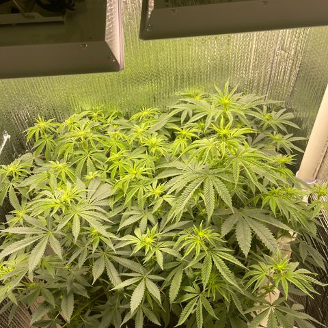 Purple Crash growlog timeline photo