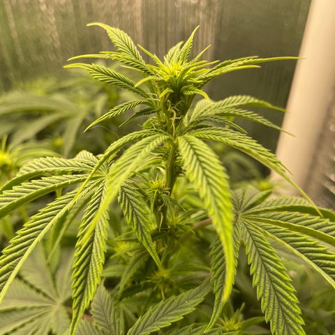 Purple Crash growlog timeline photo