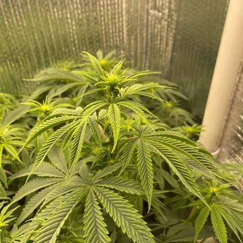 Purple Crash growlog timeline photo