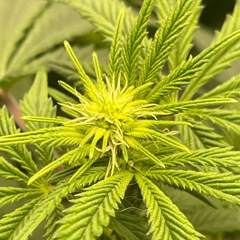 Purple Crash growlog timeline photo