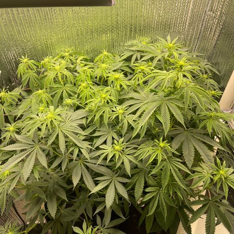 Purple Crash growlog timeline photo