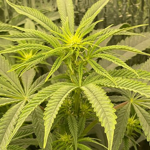 Purple Crash growlog timeline photo