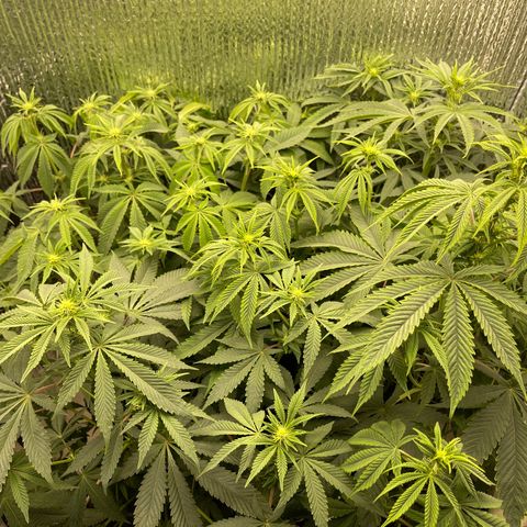 Purple Crash growlog timeline photo