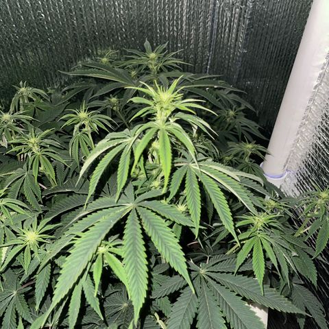 Purple Crash growlog timeline photo