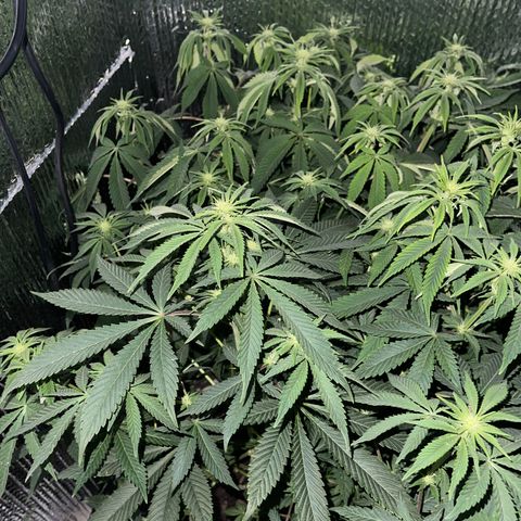 Purple Crash growlog timeline photo