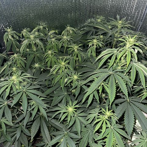 Purple Crash growlog timeline photo
