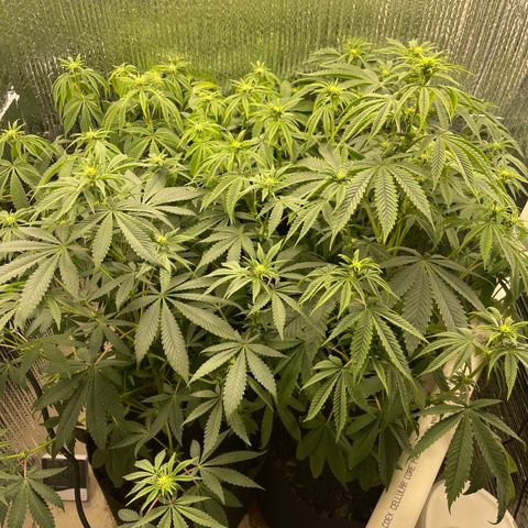 Purple Crash growlog timeline photo