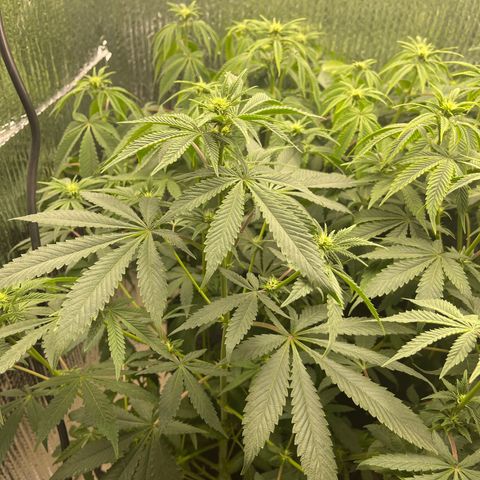 Purple Crash growlog timeline photo