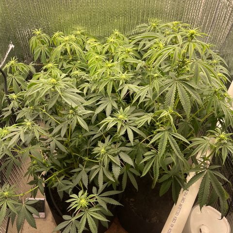 Purple Crash growlog timeline photo