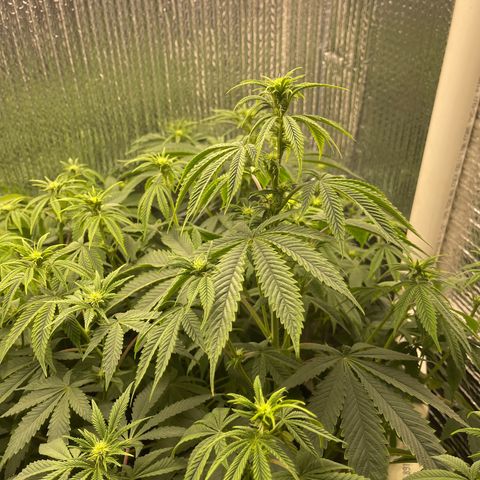 Purple Crash growlog timeline photo