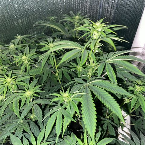 Purple Crash growlog timeline photo