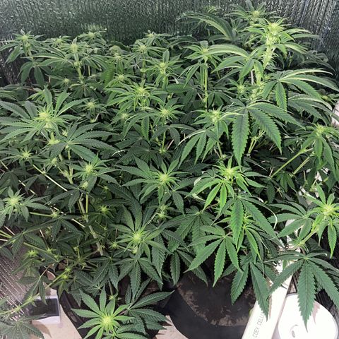 Purple Crash growlog timeline photo