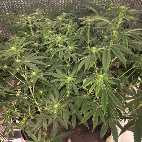 Purple Crash growlog timeline photo