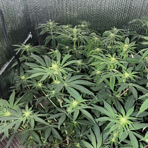 Purple Crash growlog timeline photo