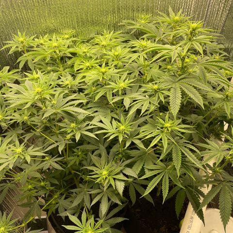 Purple Crash growlog timeline photo
