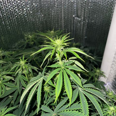 Purple Crash growlog timeline photo