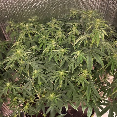 Purple Crash growlog timeline photo