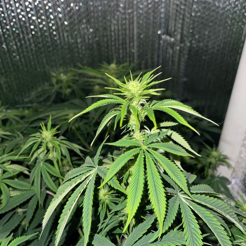 Purple Crash growlog timeline photo