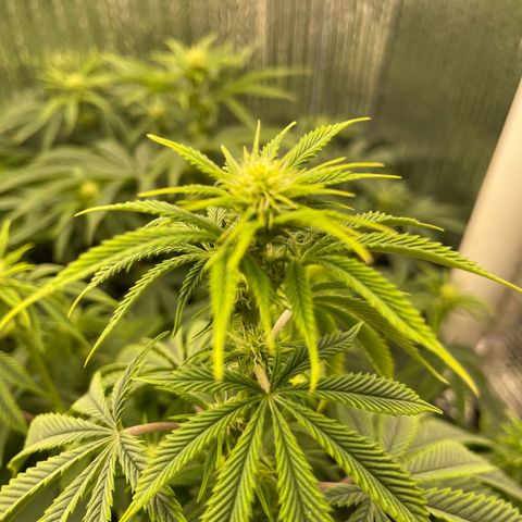 Purple Crash growlog timeline photo