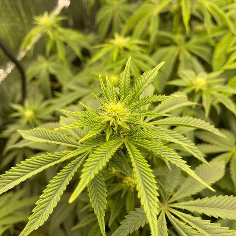 Purple Crash growlog timeline photo